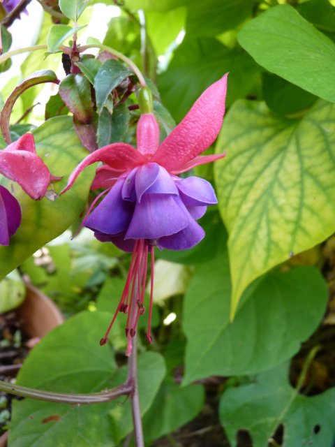 Fuchsia x 'Winston Churchill' fleur